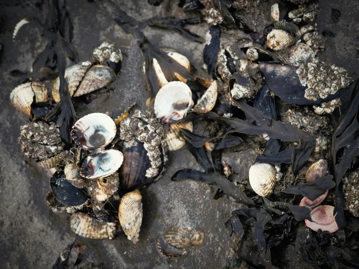 some shells are laying on the ground by themselves