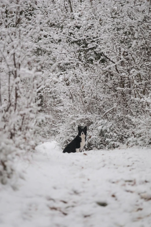 a dog in the snow surrounded by lots of trees