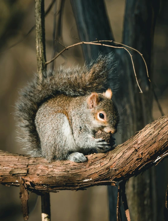 squirrel sitting on nch of tree with open mouth