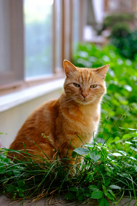 a small orange cat is sitting outside