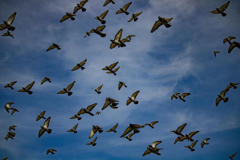 a flock of birds flying through the air