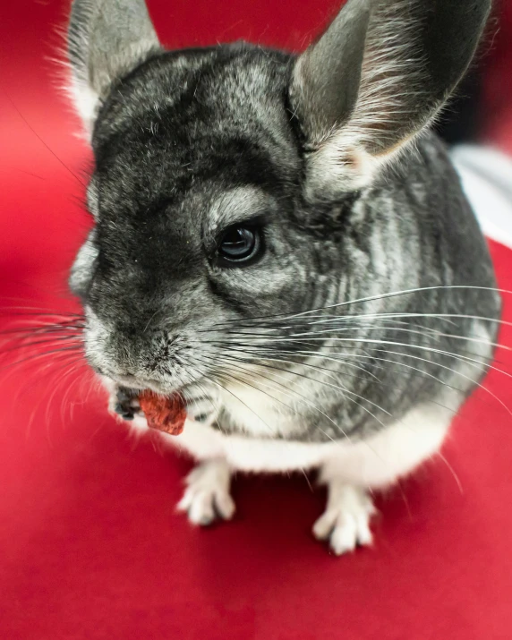 a gray and white chindily sits on a red chair