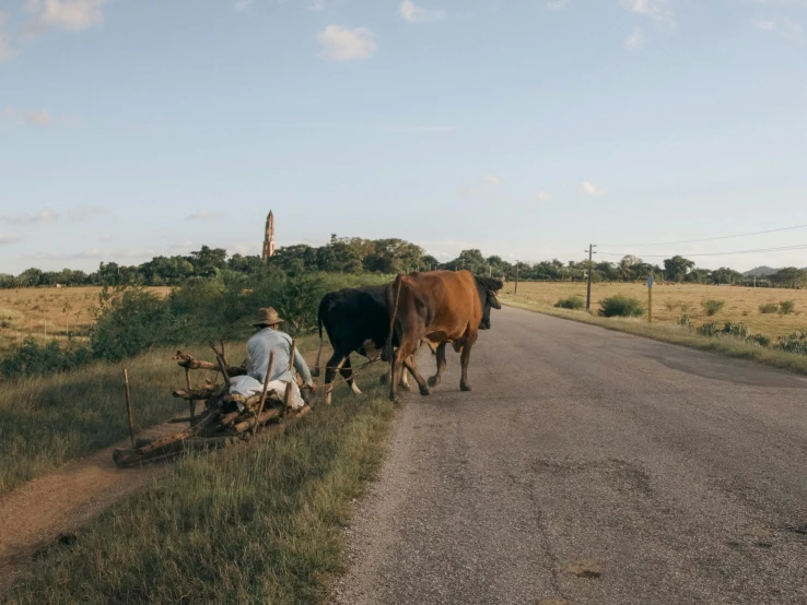 a man kneeling next to two cows in the middle of the road