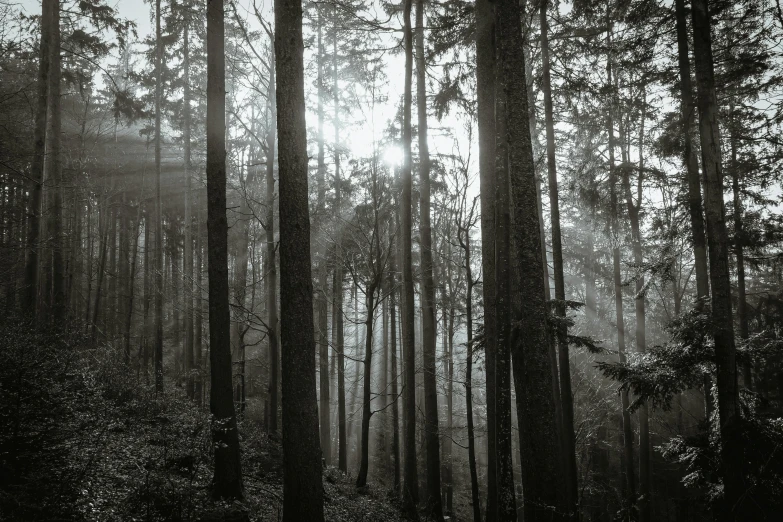 the sun shines through a dark forest filled with trees