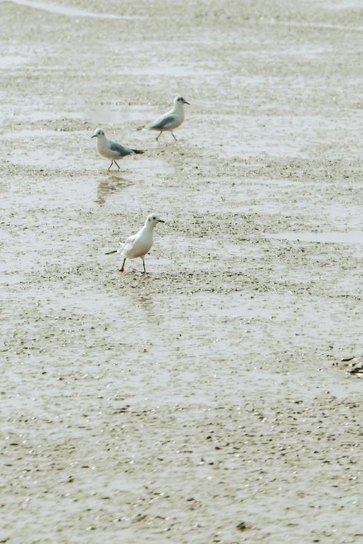 three birds walking on the wet sand at the beach