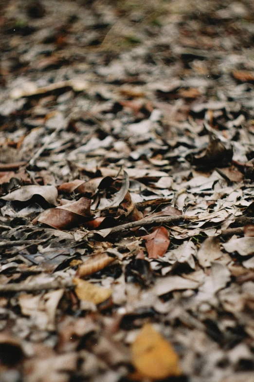 an image of a close up of leaves on ground