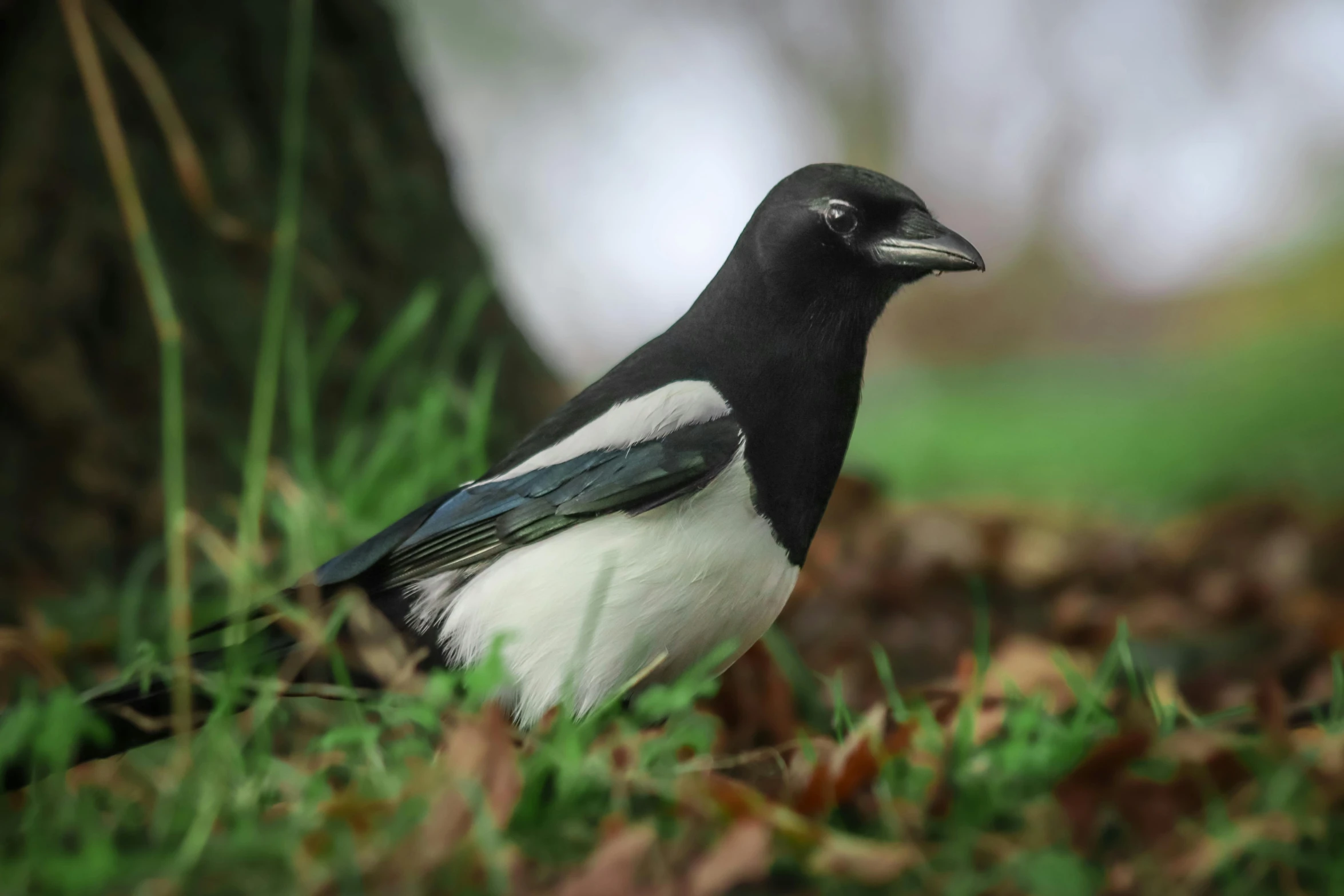 the bird has black and white feathers on it's head