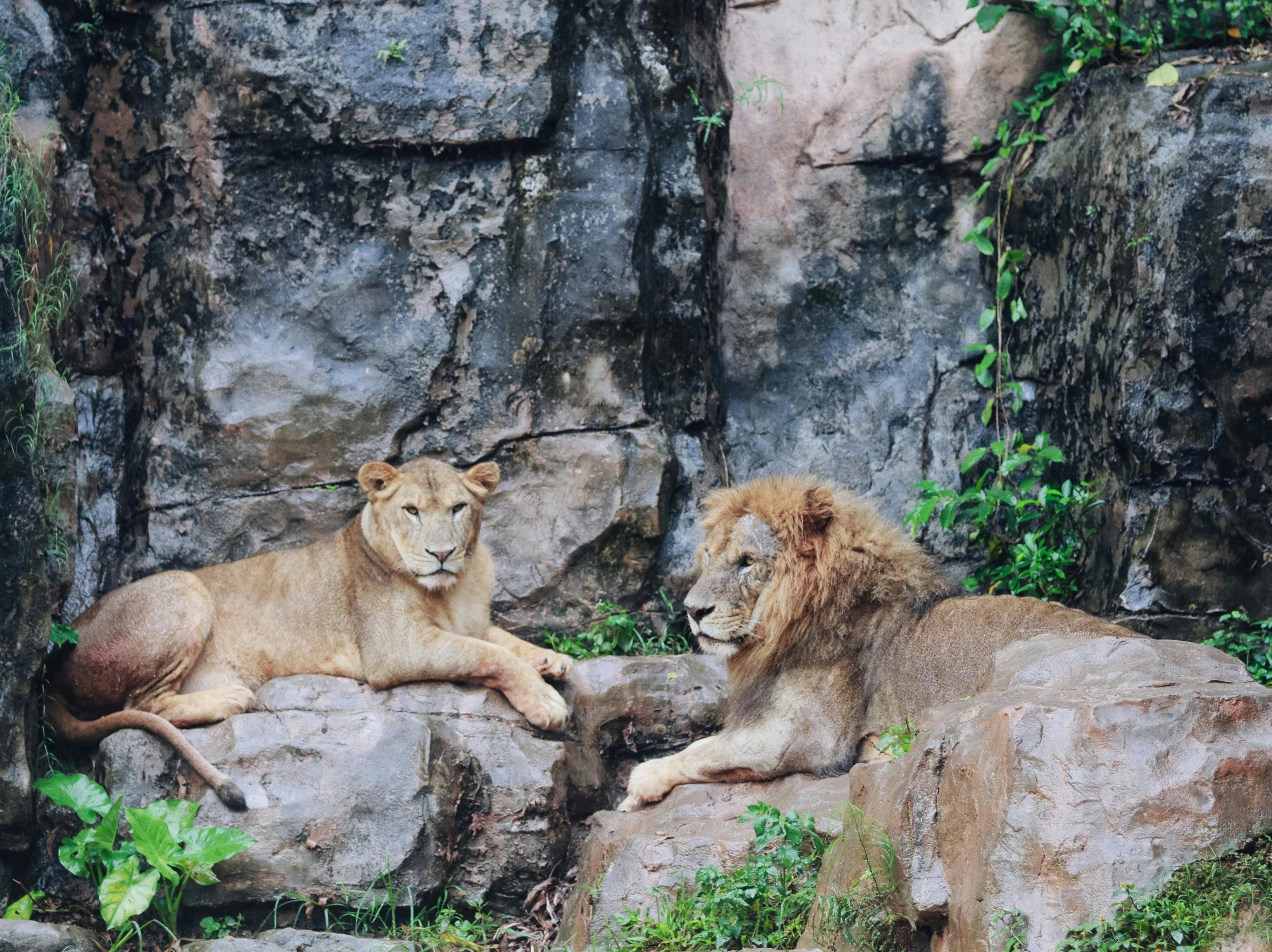 two lions are resting together on rocks next to some greenery