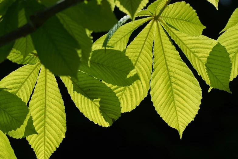 the sun's rays are casting on the leaves