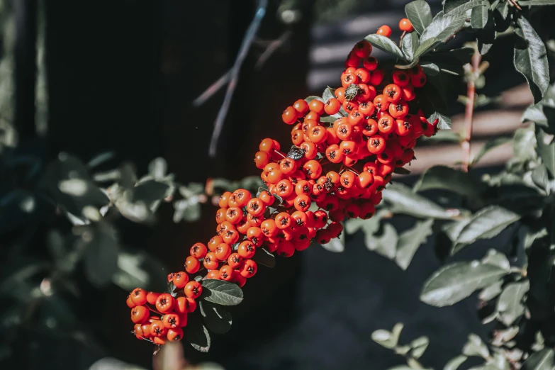 bright red berries grow on the nch in the sun