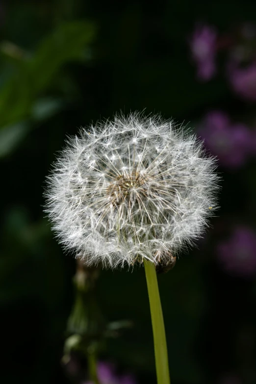 the seed of the dandelion looks like it is blowing