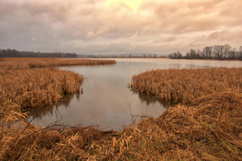 there is some swampy brown grass that is out on the water