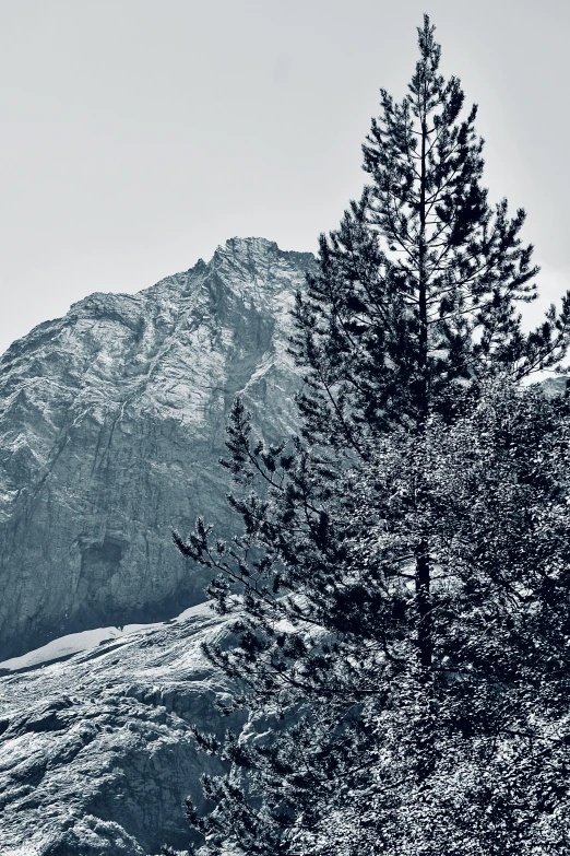 a very tall tree and some mountains