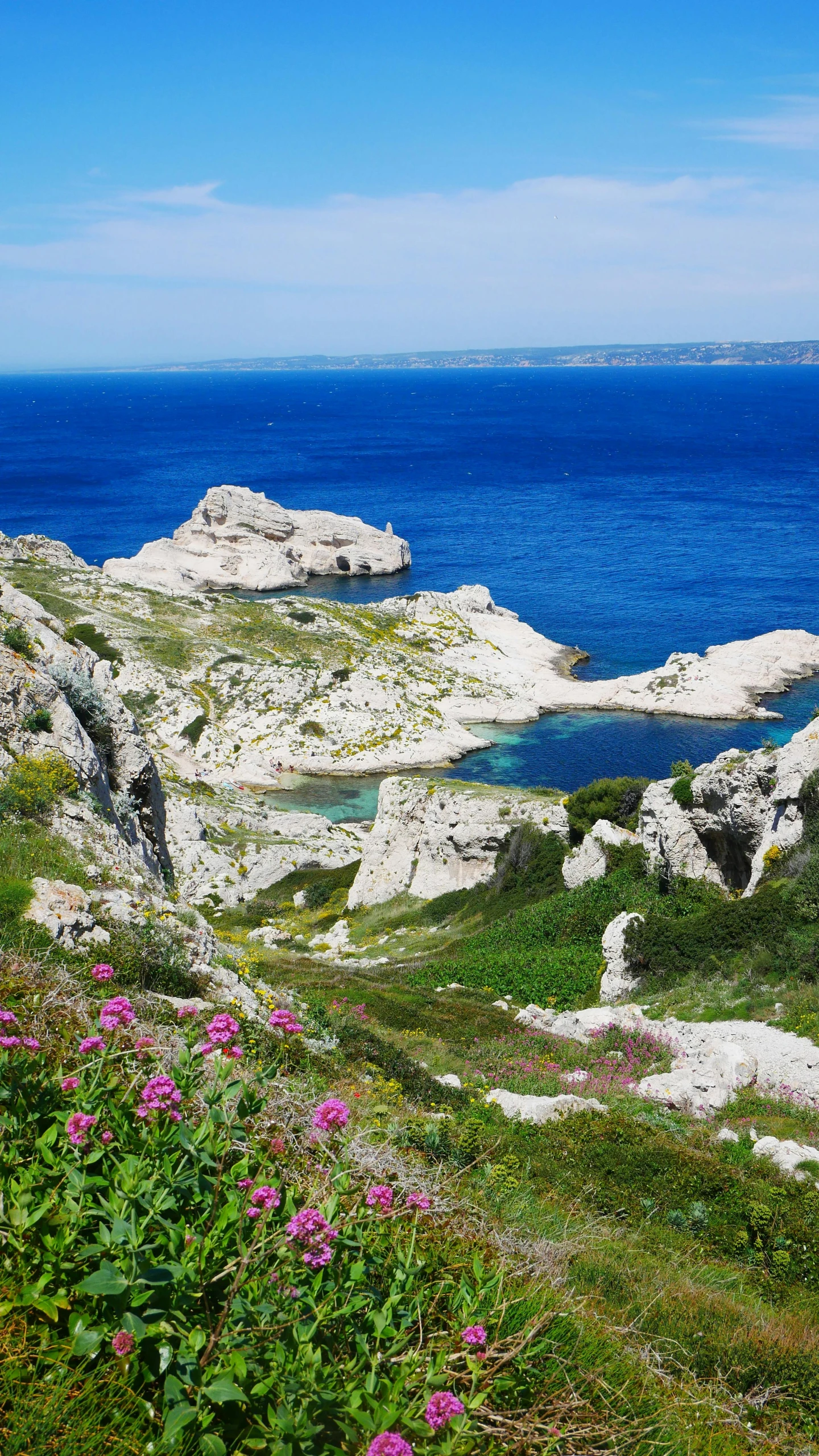 there is a grassy field with pink flowers in front of the ocean