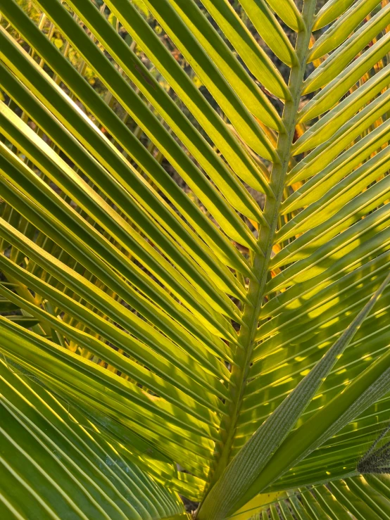 the green leaves of a palm tree in a sunny day