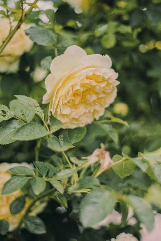 a yellow rose flower blooming amongst the foliage