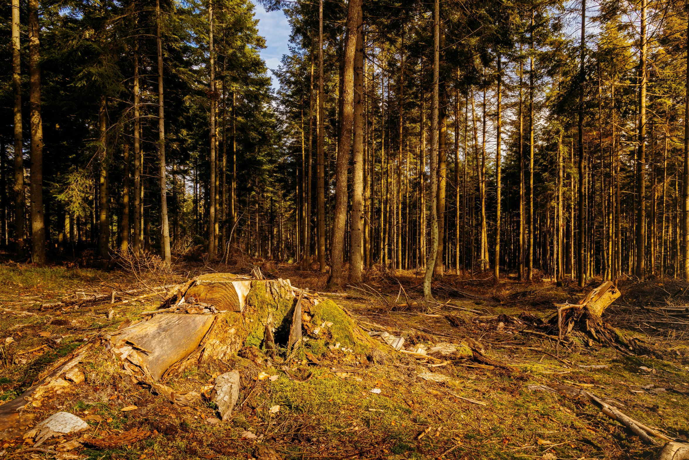 a bench that is in the dirt next to trees