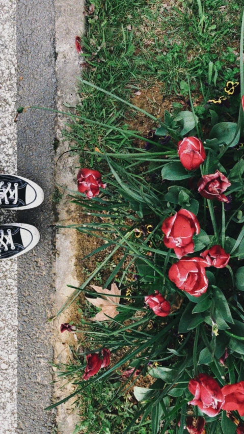 a person standing in the grass in front of a bunch of red flowers