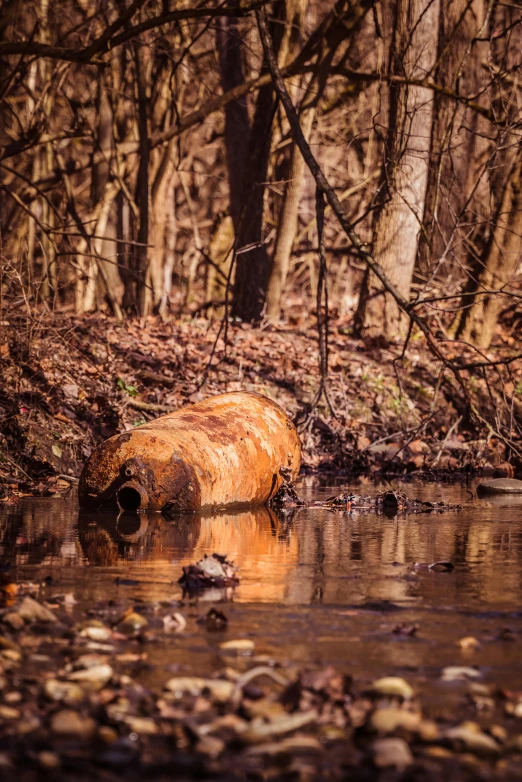 a small, old log in a swampy water area