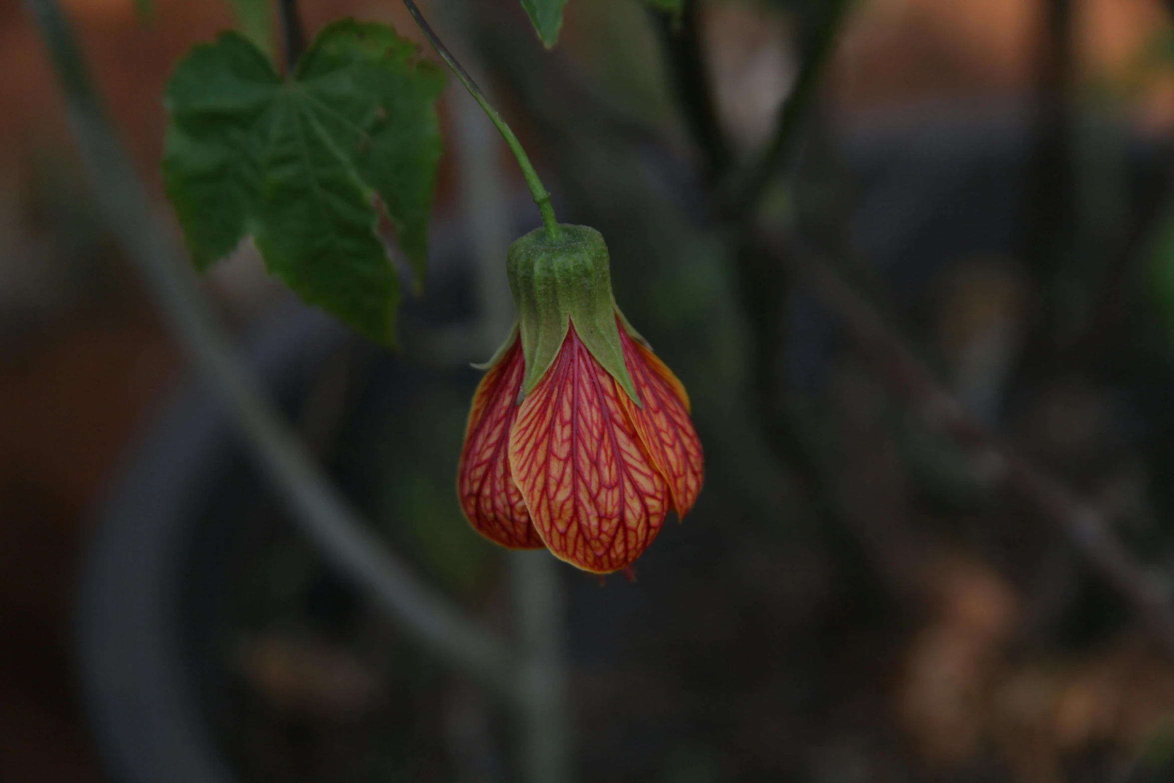 the flower buds on the flowers appear to be dying