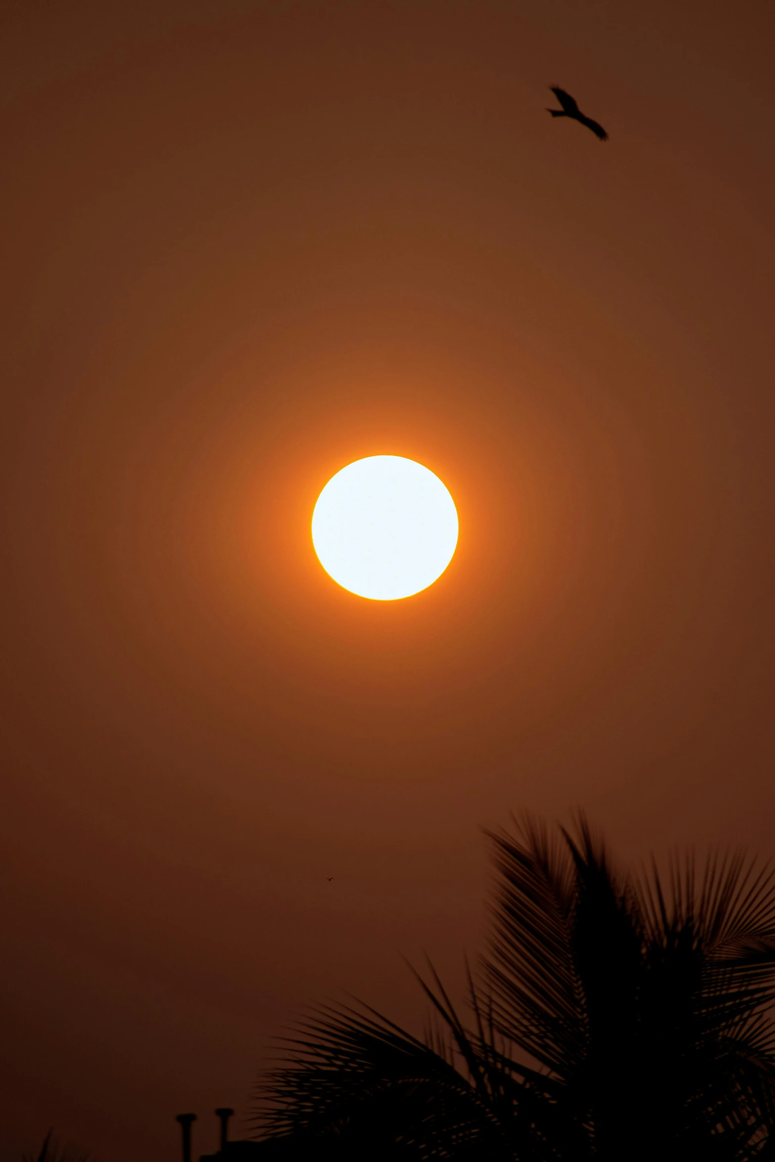 a bird flying with the sun shining in the background