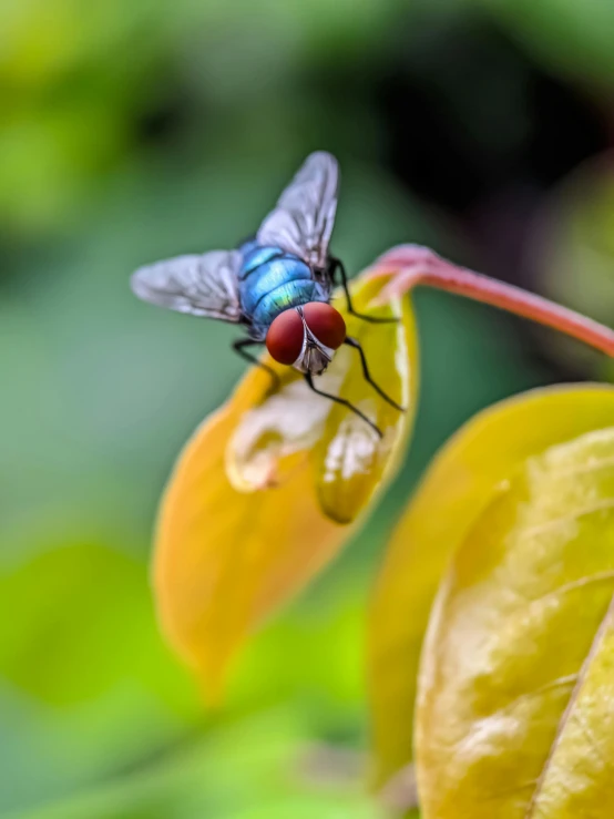 an image of a fly on some flowers