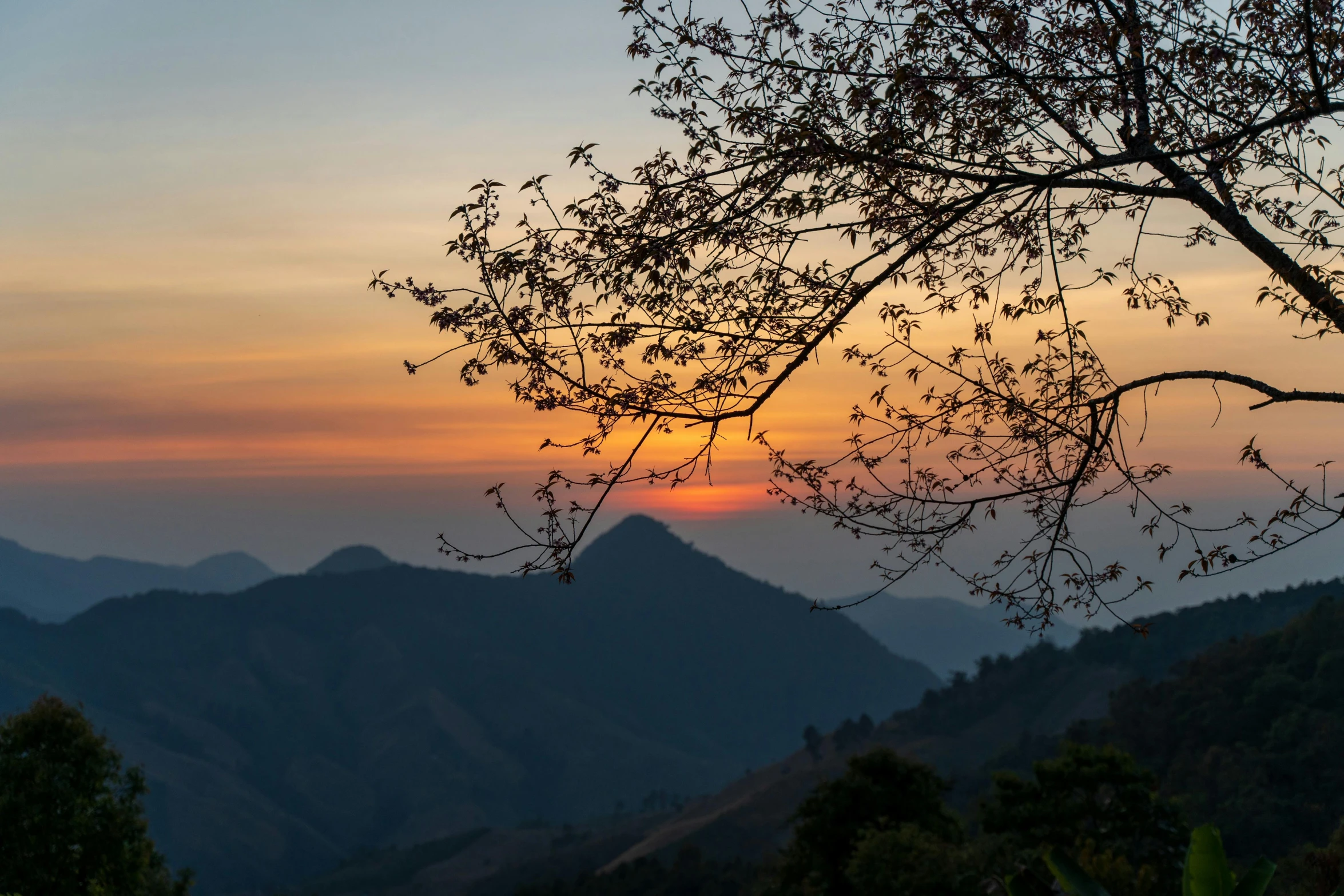 trees on the edge of a mountain range at sunset