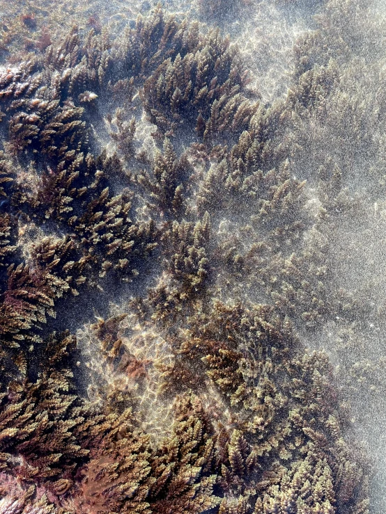 a bird flying in the air over a forest