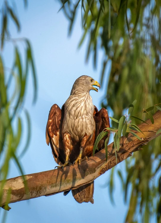 a bird that is sitting on a nch