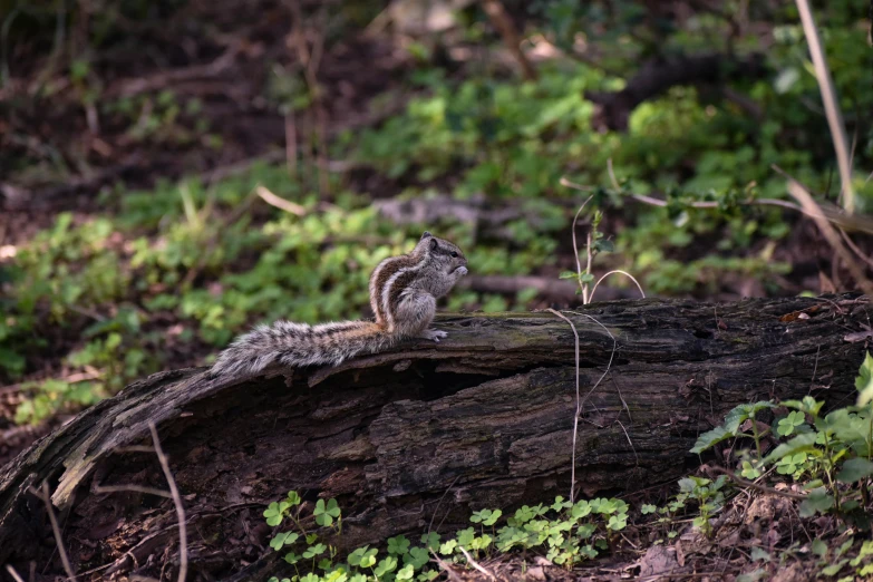 a bird sitting on a large tree log in the woods