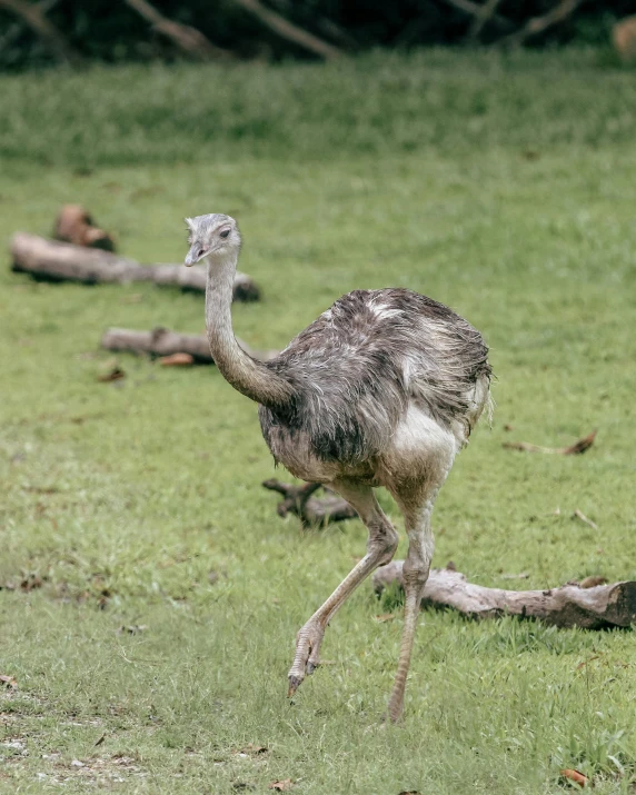 an ostrich runs around a grassy area