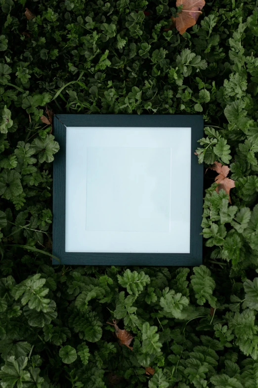 an overhead s of a white square in some greenery