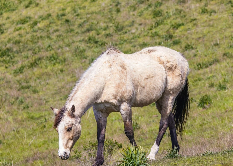 a white horse grazing in a grassy field