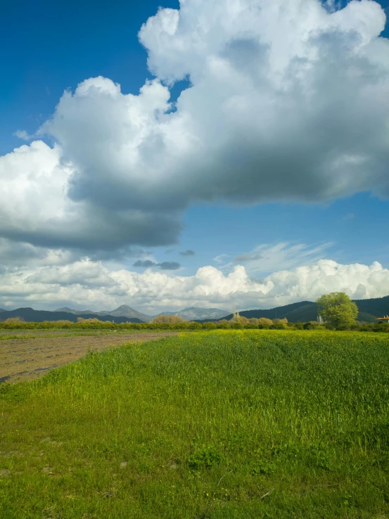 a field of grass with trees and mountains in the distance