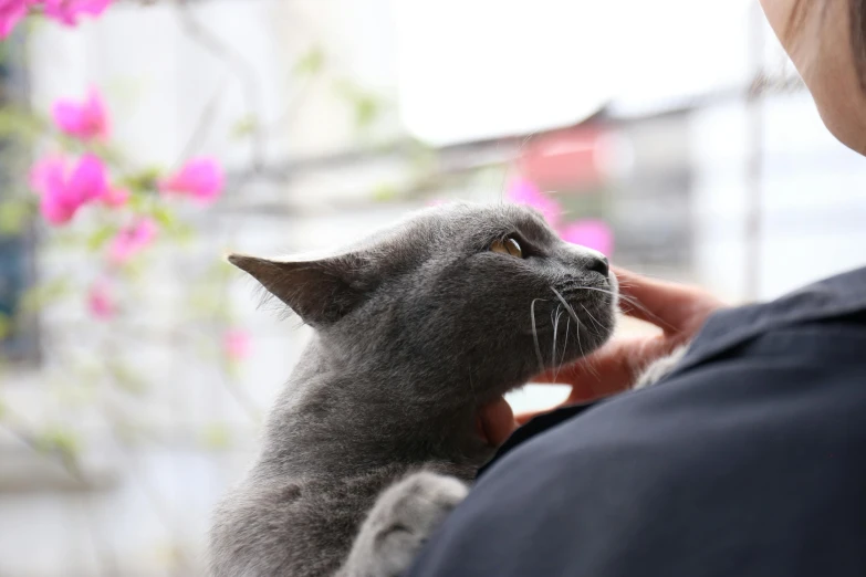 a grey cat sitting next to a woman on a balcony