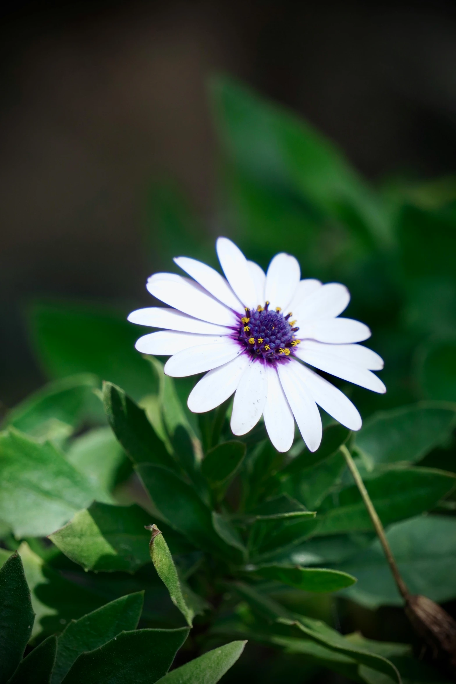 a close up of a white flower on some leaves