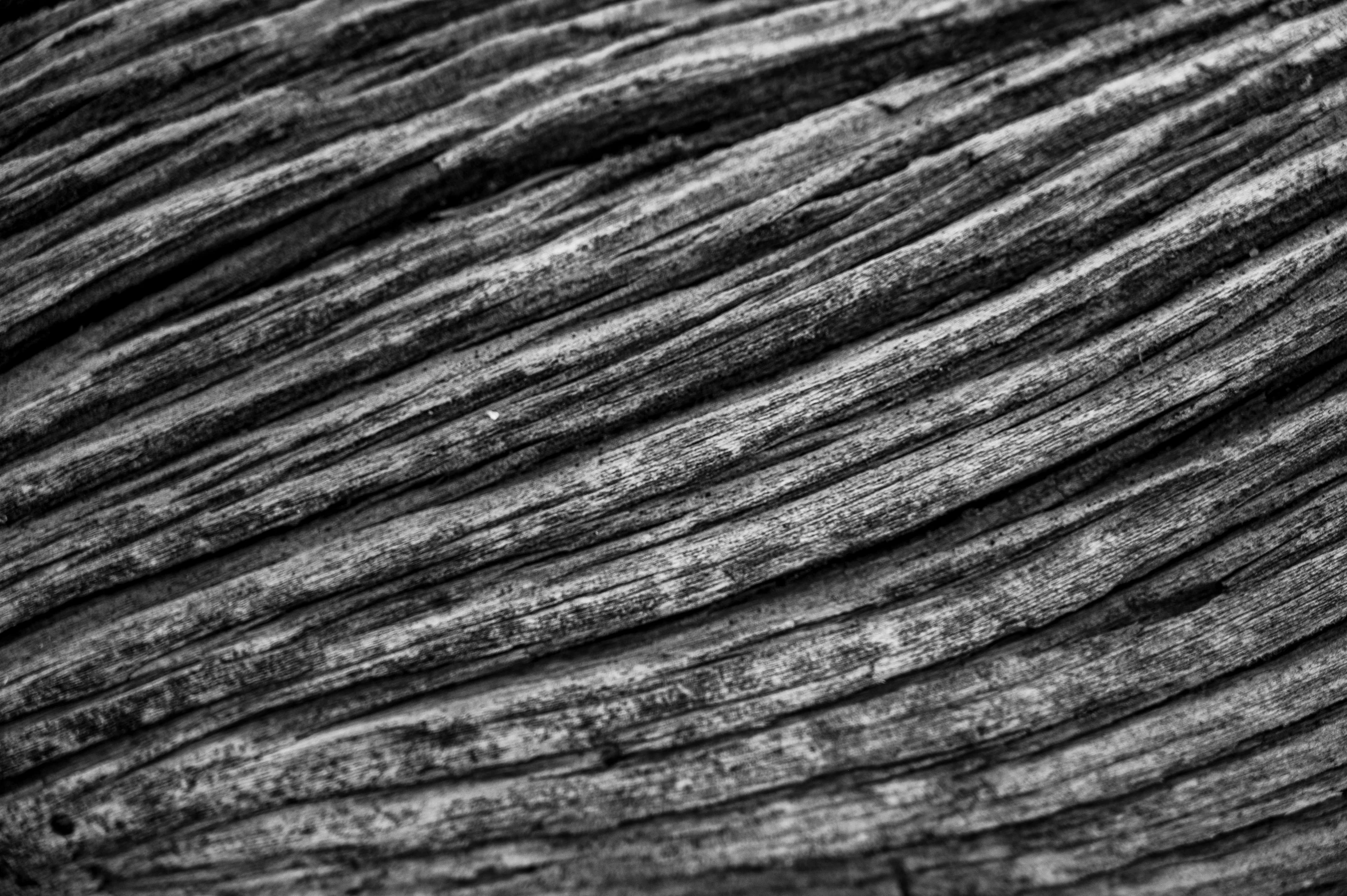 a dark tree trunk with white marks on the bark