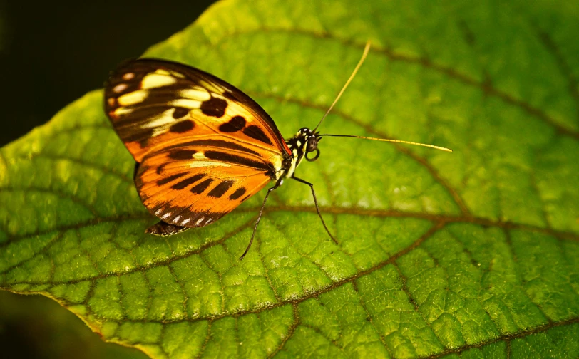 erfly with black and orange spots on large green leaf