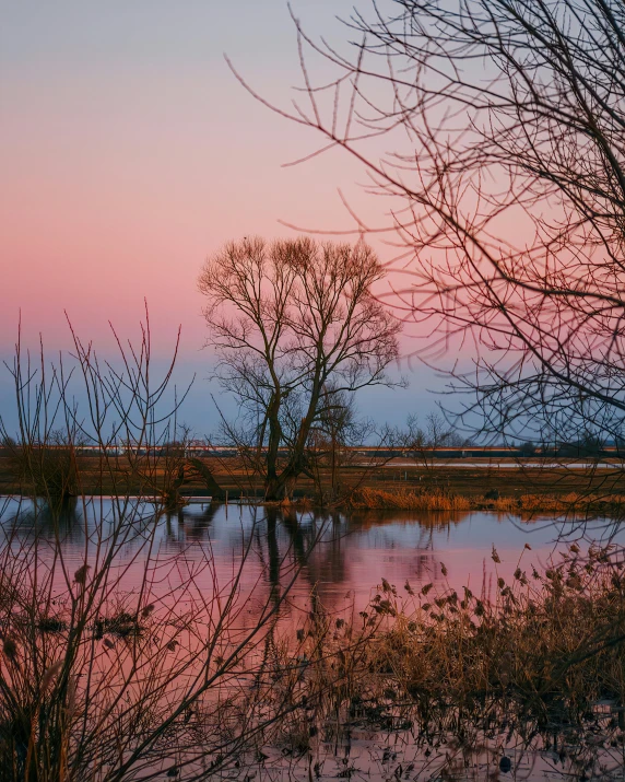 a body of water with some trees and bushes around it