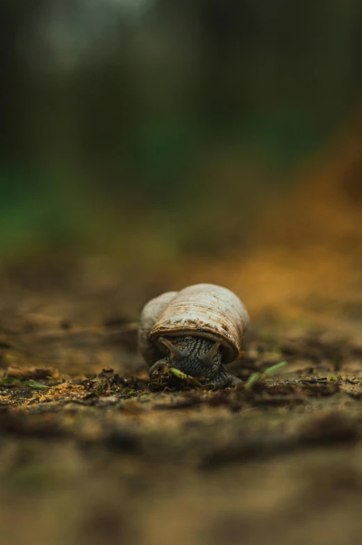 a small object is in the middle of the woods