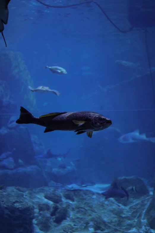 a large fish floating in the water above a large rock