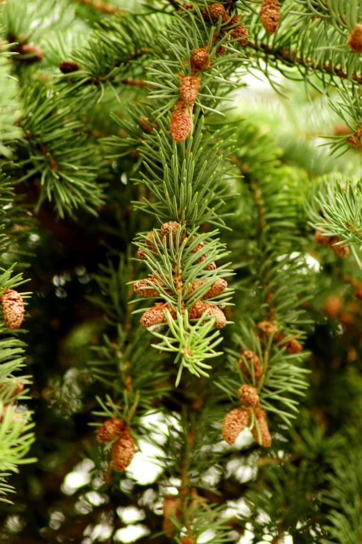 a pine tree nch with little cones and leaves