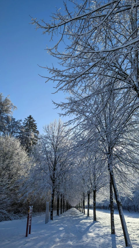 some trees covered in snow and a blue sky