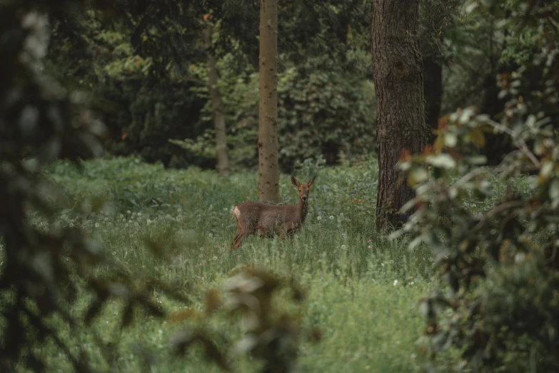 a doe stands in tall grass between trees