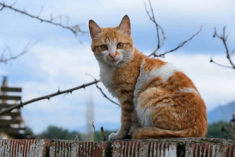 a ginger cat sits on the edge of a wooden fence