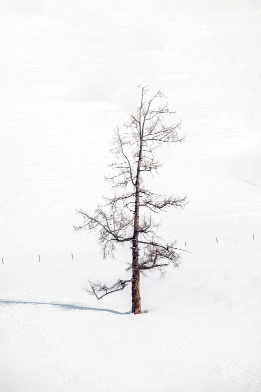 the lone tree is in the middle of a snowy field