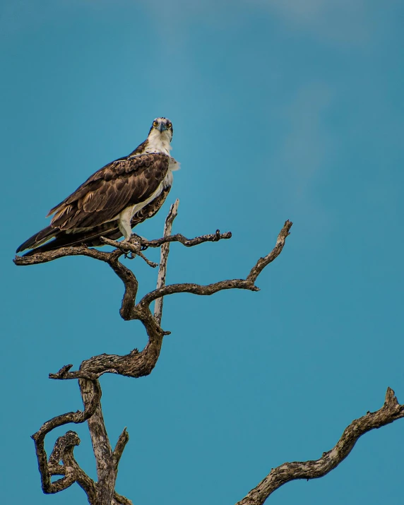 an ospregatus perches on top of a tree nch