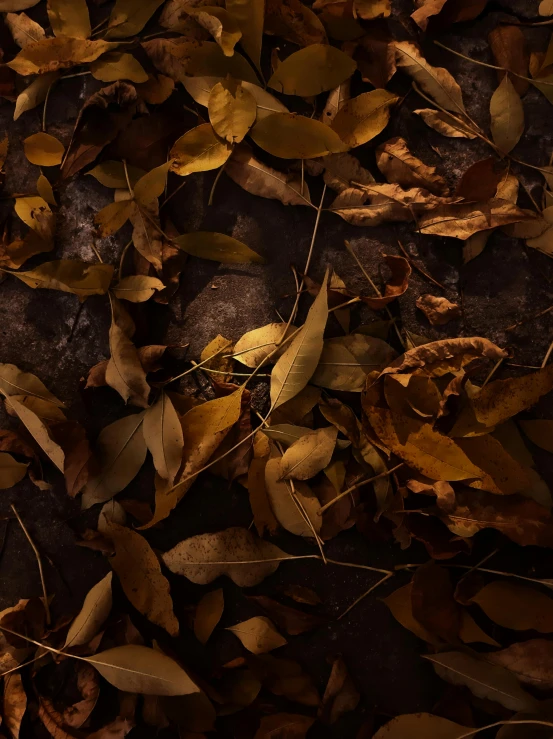 various leaves lying on the ground in a pile