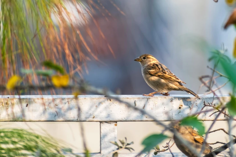 the small bird is perched on the edge of a brick wall