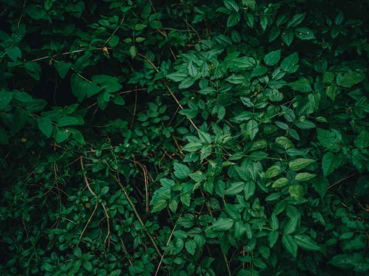 the tops of several large leaves covering the plants